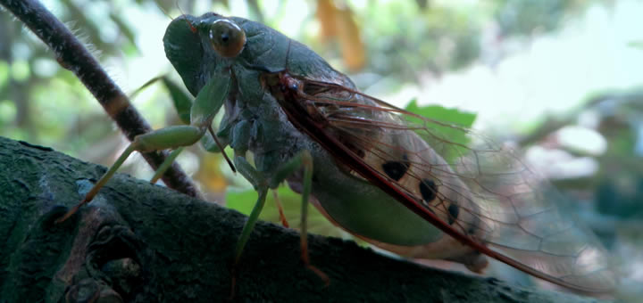 Tangisane Garengpung Blitar